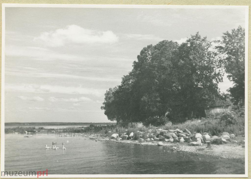 wizerunek  Brzeg jeziora Śniardwy