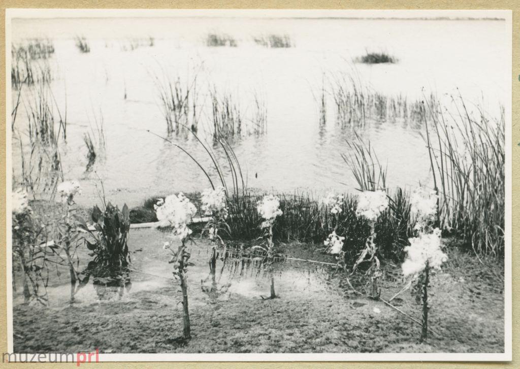 wizerunek  Brzeg jeziora Śniardwy